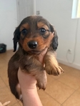 Mini Long Hair Dachshunds
