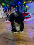 Shih Tzu Christmas Puppy’s