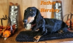 AKC Mini Long-Haired Dachshund Puppies - 3 Available