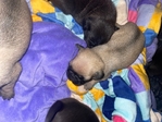 Pug Puppys 6 weeks old