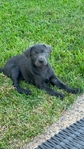 Charcoal Lab Puppies!
