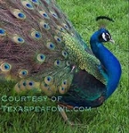 PEACOCK FARM MUST LIQUIDATE ALL BIRDS DUE TO HEALTH ISSUES