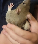 Hand-reared Fancy Rats