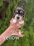 Akc Beagle Puppies