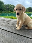 Yellow Female/Cream White Male Labrador Puppies