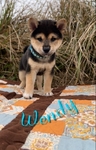 Shiba Inu puppies