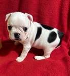 AKC Boston Terrier puppies