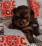CKC Registered Parti Yorkies and Traditional Yorkies