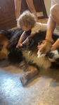 Free Bernese Mountain Dog