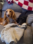 AKC Longhaired Dachshunds - Ready Now