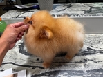Pomeranian