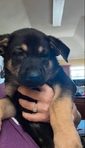 8wk old German shepherd