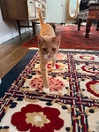 Free cat to good home!