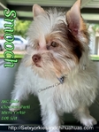 Stunning Micro Male Chocolate Parti Yorkie