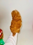Toy Poodle Red male & Chocolate Female
