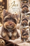 AKC Mini Male Chocolate & Tan Yorkie