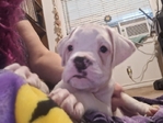Boxer Puppies