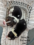 Beagle Puppies AKC