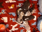 Toy Australian Shepherd Puppies