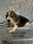 Beagle AKC Puppies