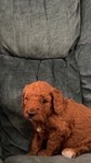 Mini Golden doodle puppies