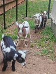 Baby nigerian goats