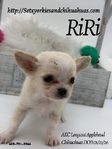 AKC Applehead Longcoat Chihuahuas