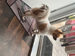 Female Chihuahua