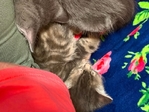 Beautiful kittens