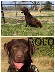 CHOCOLATE LABRADOR RETRIEVER PUPPIES AKC