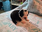 Boston terrier puppies