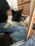 2year old American Akita. Female.