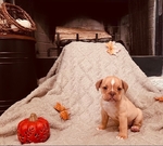 Puppies for sale!