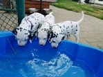 Beautiful Dalmatian puppies