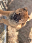 Chow chow puppies