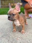 Frenchie pups