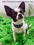 AKC Registered Male Applehead Chihuahuas