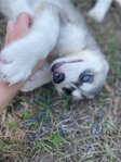 Husky Puppies