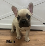 French bulldog puppies