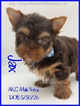 Radiant AKC Male Yorkies