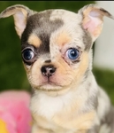 Chihuahua puppies Look!