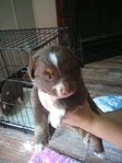 Mini Australian shepherd