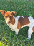 Found puppy - FREE to good home