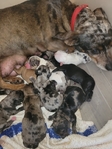 Jackshund puppies