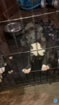 4 Female Pittbull Pups