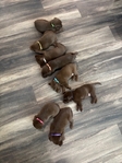 AKC Registered Chocolate Lab Puppies