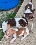 CHIWEENIE  CUTE  PUPPIES 7 WEEKS OLD