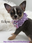 Stunning Lilac Tri Applehead Male Chihuahua