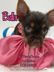 AKC Female & Male Yorkie
