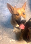 Leo needs a home with a fence